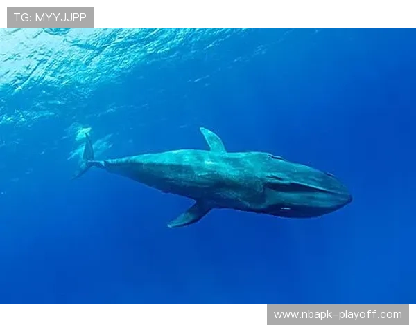 蓝鲸官方下载的多种途径,保障你顺利获得最新版本软件 蓝鲸官方下载的多种途径,保障你顺利获得最新版本软件